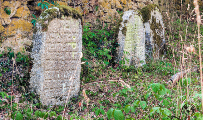 Reihe verwitterter jüdischer Grabsteine zwischen Moos, Gras und Sträuchern