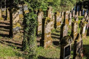 Dicht stehende, vermooste jüdische Grabsteine auf dem Friedhof Sulzburg zwischen alten Bäumen