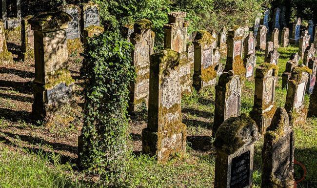 Dicht stehende, vermooste jüdische Grabsteine auf dem Friedhof Sulzburg zwischen alten Bäumen